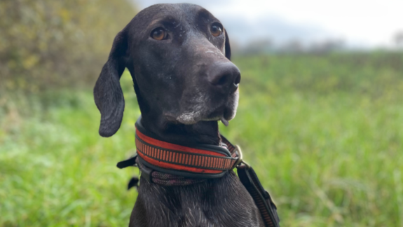 Hunting dog | © Christian Teppe Hunting dog Quitte | © Christian Teppe